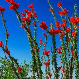 Bundle Of Six 10 Inch Ocotillo Cuttings